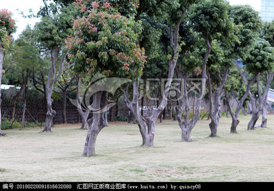 鷺島綠韻 探尋廈門常見樹木及其城市生態文化