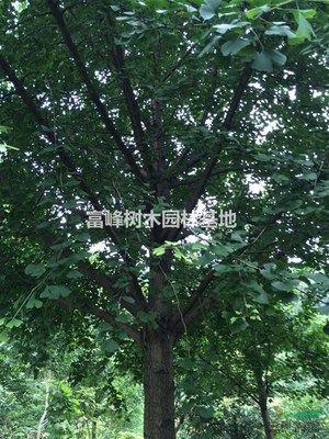 桂林山水間的綠色詩篇——探尋桂林樹木的生態與人文意蘊